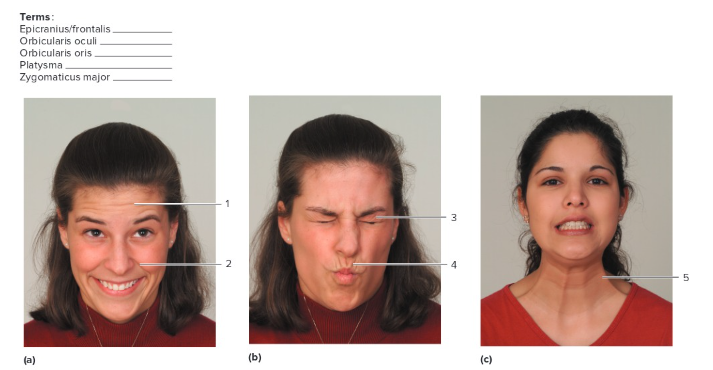 <p>Label the following: Facial Expression contractions</p>