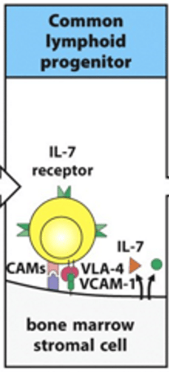 <p>- IL-7 receptor on B cell binds IL-7 ligand released from stromal cell</p><p>- Adhesion molecules (e.g CAMs, VLA-4 and VCAM-1) help to retain the B cell on the stromal cells</p>
