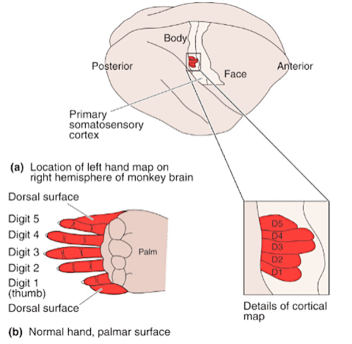<p>Cortical map plasticity</p>