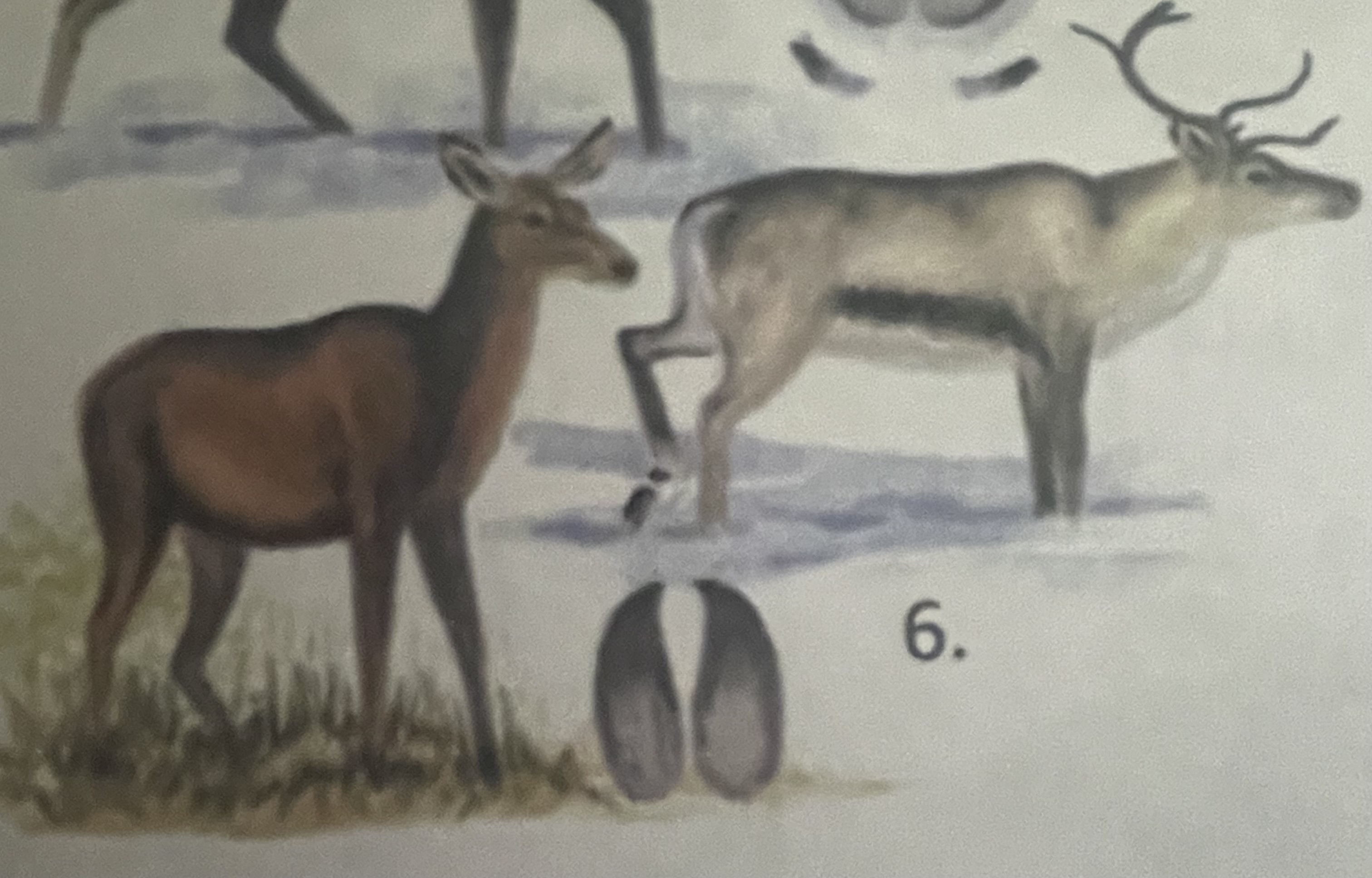 <p>mikä eläin</p>