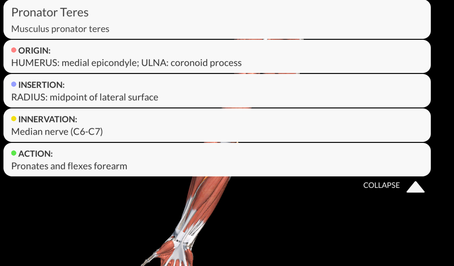 <p><strong><u>Origin</u></strong>: Medial epicondyle of the humerus</p><p><strong><u>Insertion</u></strong>: middle third of the lateral surface of the radius.</p><p><strong><u>Innervation</u></strong>: Median nerve</p><p><strong><u>Function</u></strong>: Pronation of the forearm</p>