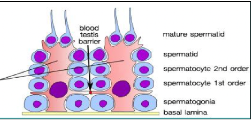<p>What kind of cell is the pink ones shown in this image?</p>