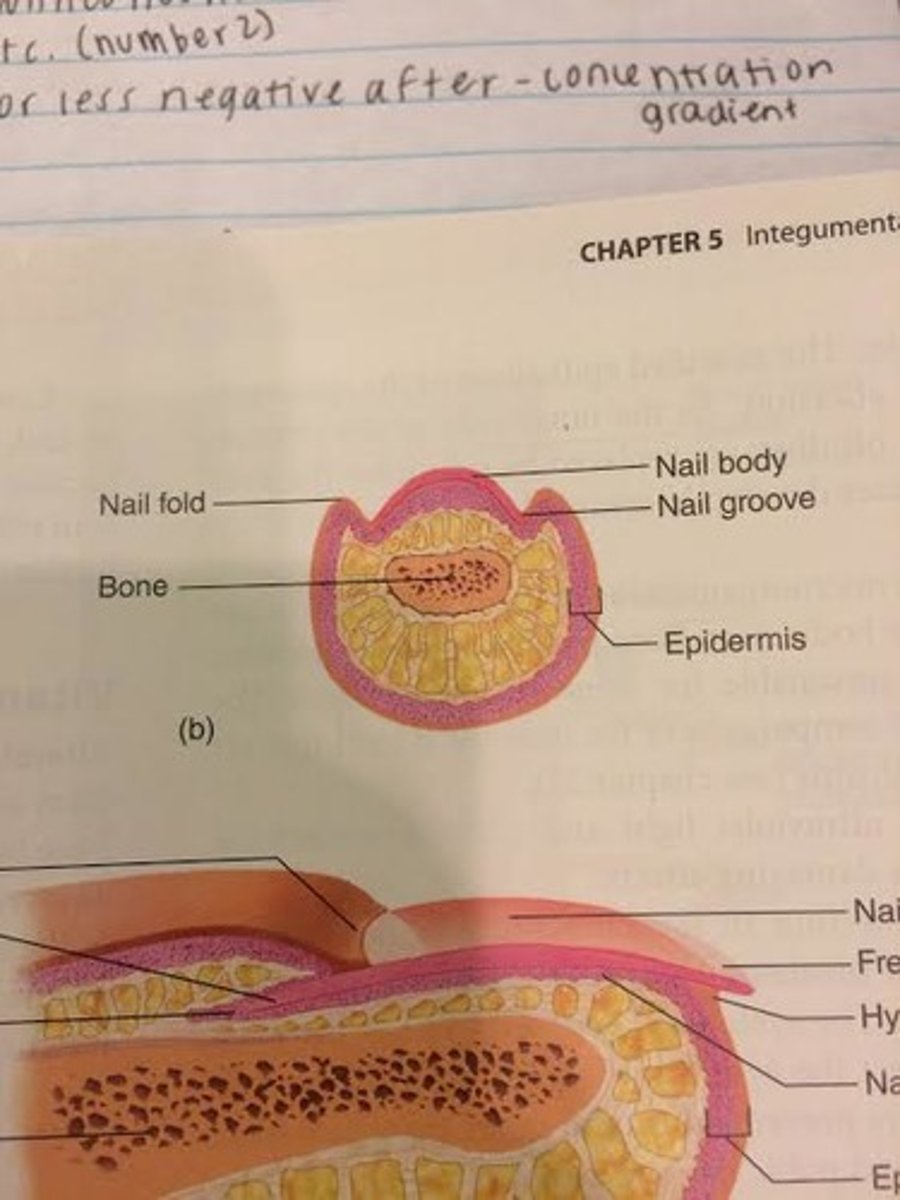 <p>nail groove</p><p>-sides of nail</p>
