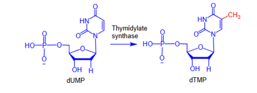 <p>-<span style="color: red"> <strong>Inhibit the biosynthesis of dTMP</strong></span></p><p>- <span style="color: red"><strong>Inhibit thymidylate synthase (TS), which carries out the rate-limiting step in dTMP synthesis</strong></span></p><p>- <span style="color: red"><strong>Without dTMP, DNA synthesis will stop </strong></span><span><strong>and</strong></span><span style="color: red"><strong> the cell will die</strong></span></p>