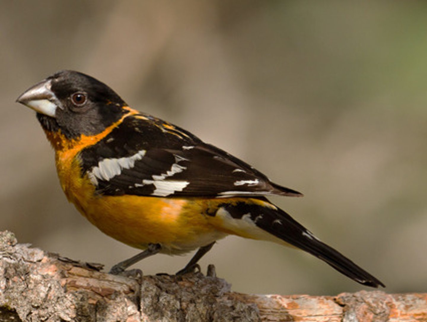 <p>Black-headed Grosbeak</p>