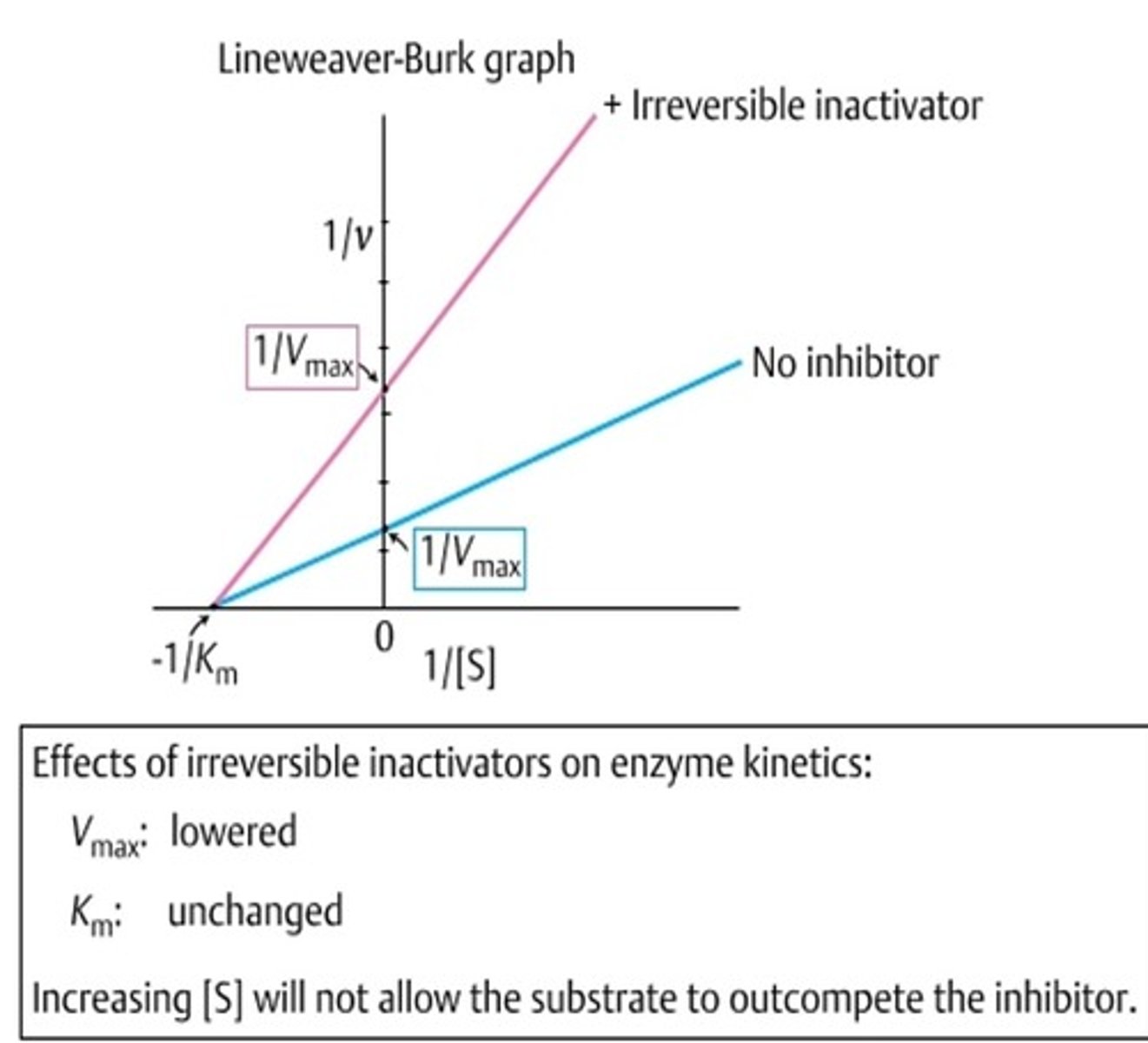 <p>- Covalent bond to enzyme</p><p>- Vmax decreases, Km unchanged</p>