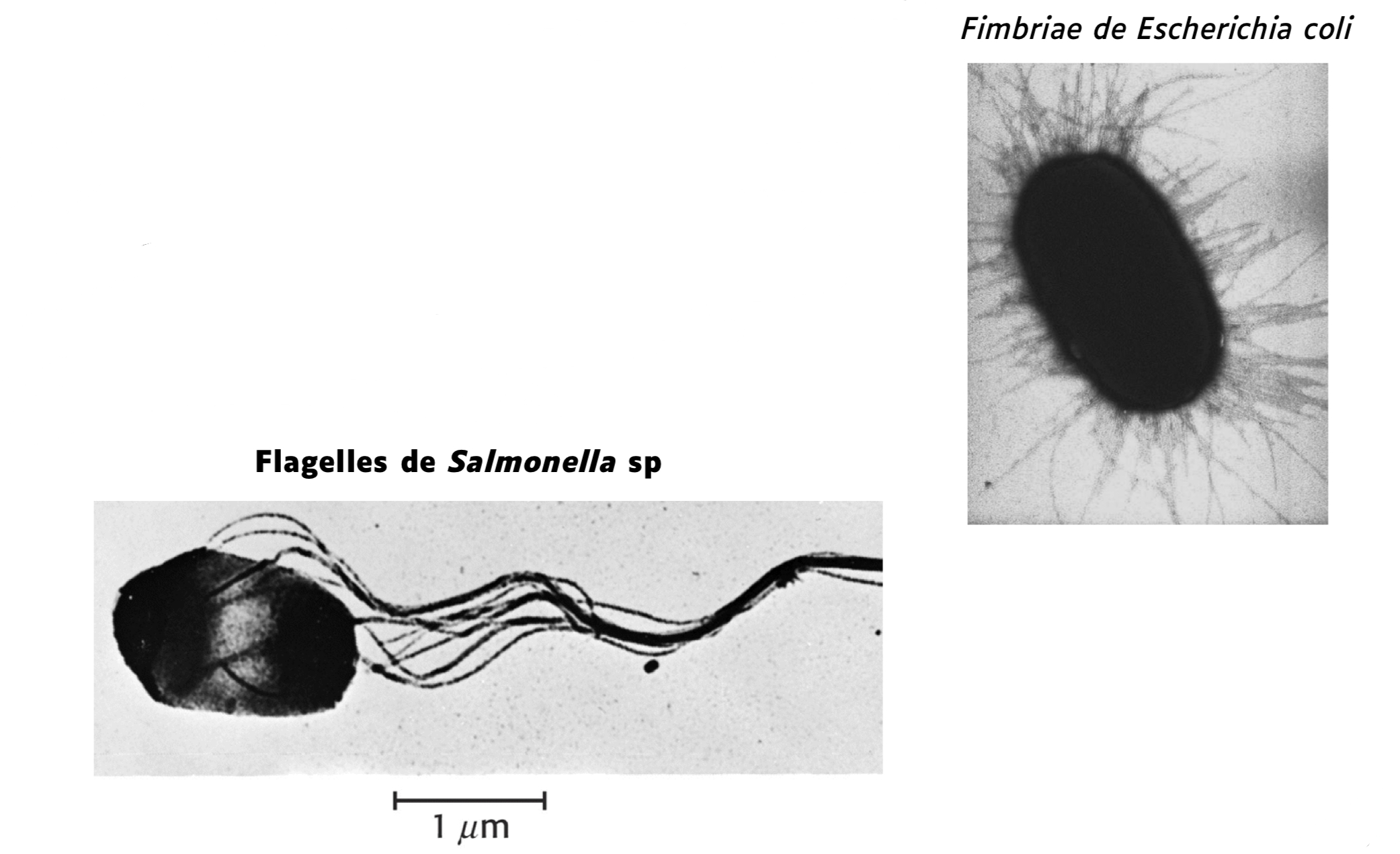 <p><span>Fimbriae = adhérence, pili = conjugaison, flagelles = mobilité</span></p>