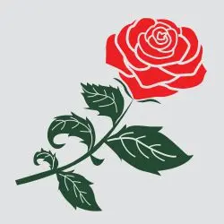 <p>rose</p>