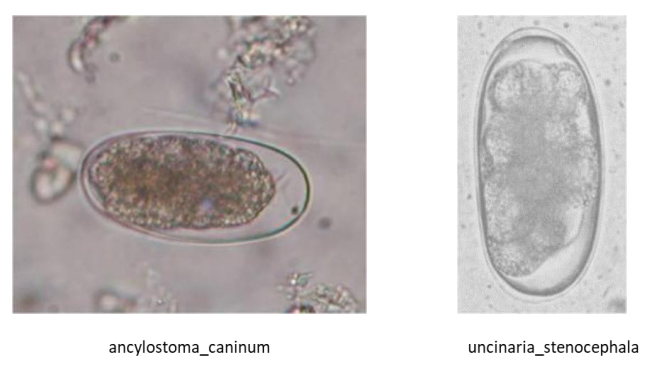 <p>Nematodes - hookworm</p>