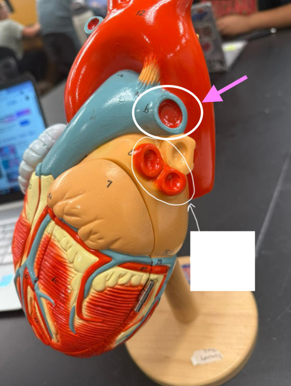 <p>What is the pink arrow pointing to?</p>