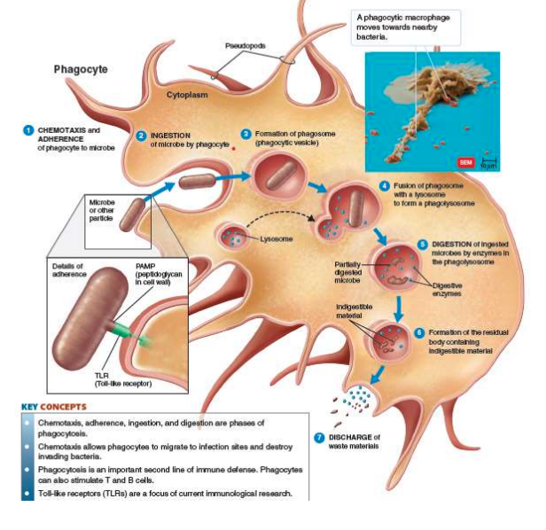 <p>phagocytosis can be divided into four main phases: chemotaxis, adherence, ingestion, and digestion</p>