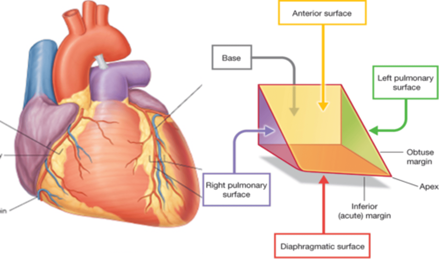 <p>This heart surface is formed mainly by the right ventricle</p>