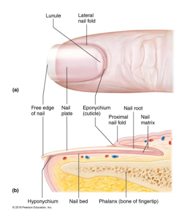 <ul><li><p>nail root: embedded in skin</p></li><li><p>nail plate: body visible attached portion</p></li><li><p>nail bed: epidermis underneath keratinized nail plate</p></li><li><p>nail matrix: thickened portion of bed responsible for nail growth</p><ul><li><p>lunule: thickened nail matrix, appears white, </p></li></ul></li><li><p>nail folds</p><ul><li><p>eponychium: nail fold that projects onto surface of nail body AKA cuticle</p></li><li><p>hyponychium: area under free edge of plate that accumulates dirt</p></li></ul></li></ul><p></p>