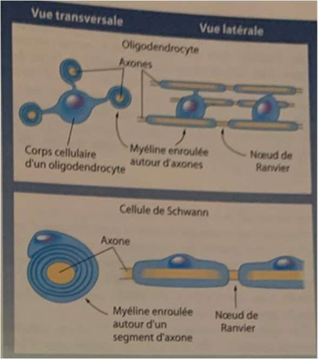 <p>Limité au système nerveux central, réalise les gaines de myéline qui influencent la vitesse de transport des signaux électroniques.</p>