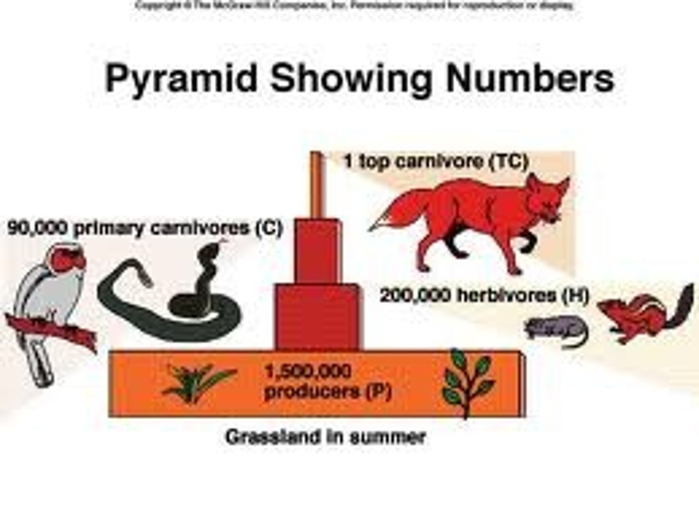 <p>representation of the number of individual organisms in each trophic level of an ecosystem</p>