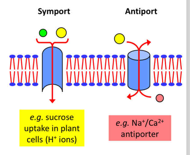 <p>A type of active transport that uses the energy from the movement of one molecule down its concentration gradient to drive the movement of another molecule against its concentration gradient.</p><p></p>