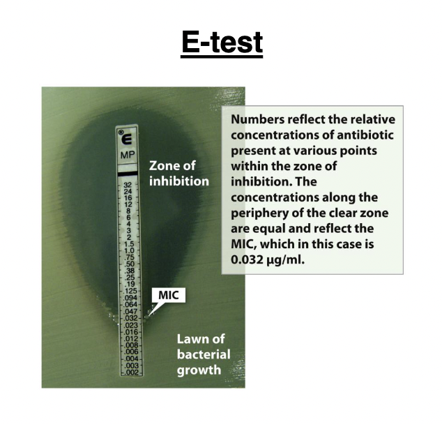 <p>commercially prepared strip that produces a gradient of antibiotic concentration (μg/ml) when placed on an agar plate. The MIC corresponds to the point where bacterial growth crosses the numbered strip</p>