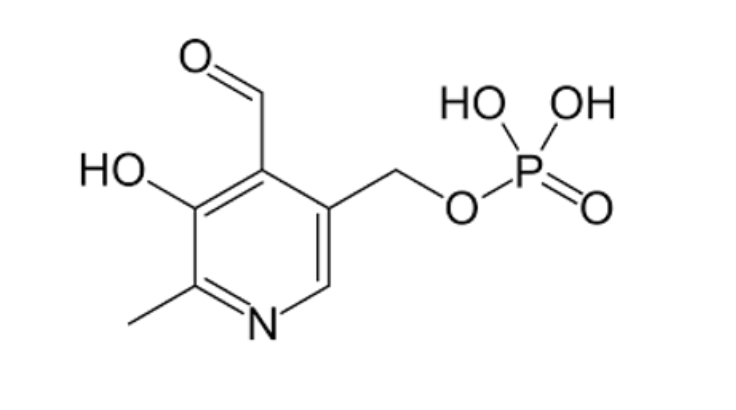 <p>Amino acid metabolism (transamination) </p>