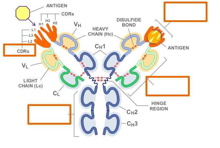 <p>Complementary Determining Regions</p>