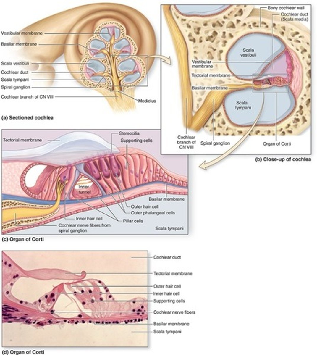 <p>middle chamber filled with endolymph, continuous with the saccule and ending at the apex of cochlea</p>
