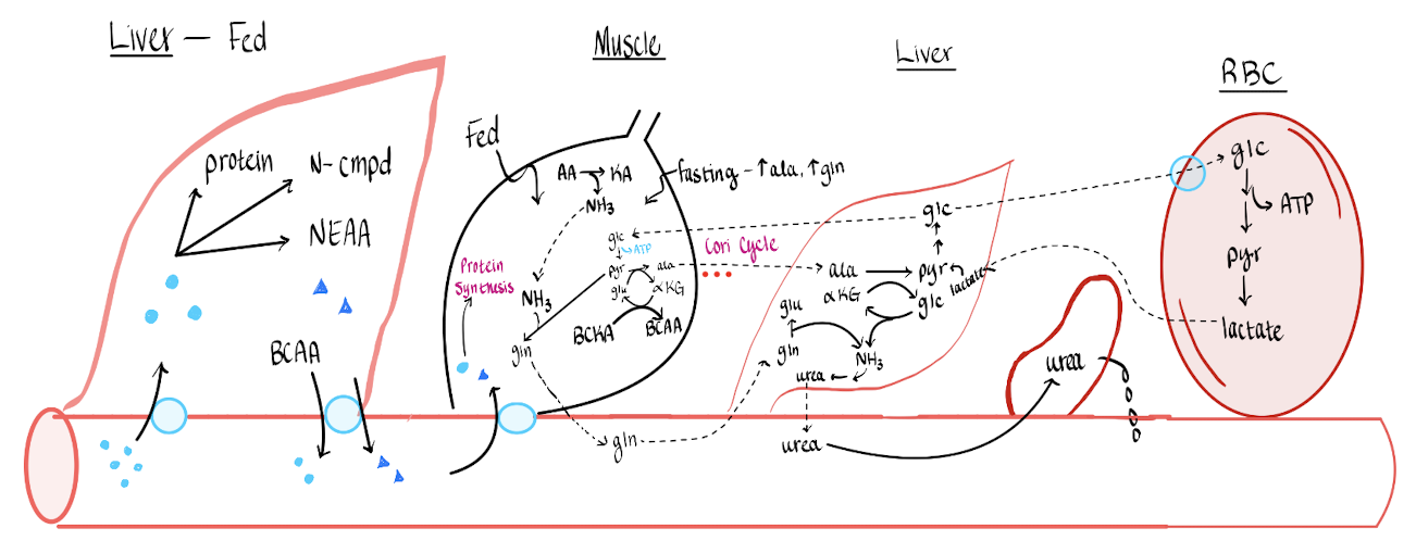 <p>___ stimulates and/or induces enzymes involved in ___ degradation and ___.&nbsp;</p>