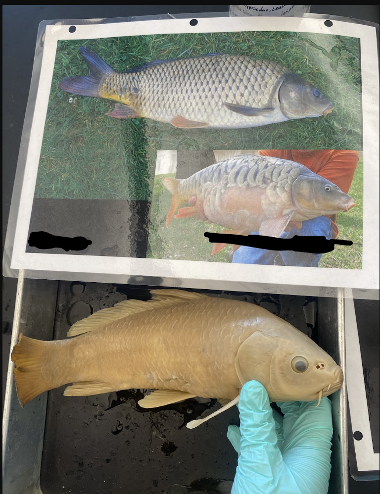 <ul><li><p>Have fleshy barbel beside lip for sensory to forage in murky or low visibility water </p></li><li><p>Have “Mirror Carp” mutation characterized by highly irregular, patchy, or almost entirely absent scales </p></li></ul><p></p>