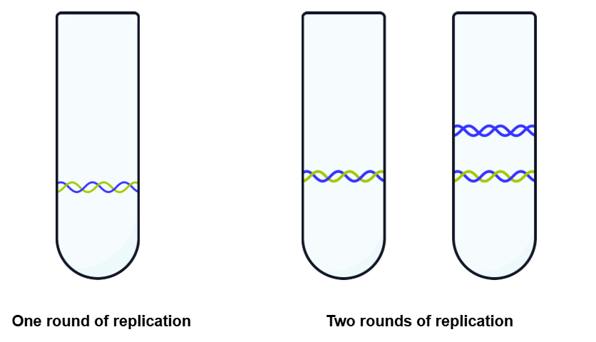 <ul><li><p><strong>After one round of replication in 14N:</strong></p><ul><li><p class="helperbird-reading-line-height-22">DNA formed a single intermediate band in the centrifuge tube.</p></li><li><p class="helperbird-reading-line-height-22">This disproved the conservative model, as there was no fully light (14N) or fully heavy (15N) DNA.</p></li><li><p class="helperbird-reading-line-height-22">This supported the semi-conservative replication model, as the DNA consisted of one original (15N) strand and one newly synthesised (14N) strand.</p></li></ul></li></ul><p class="helperbird-reading-line-height-22"></p><ul><li><p><strong>After two rounds of replication in 14N:</strong></p><ul><li><p class="helperbird-reading-line-height-22">Two distinct bands were observed</p></li><li><p class="helperbird-reading-line-height-22">One intermediate density consisting of one original (15N) strand and one newly synthesised (14N) strand.</p></li><li><p class="helperbird-reading-line-height-22">​One less dense band that consisted of two strands containing 14N.</p></li></ul></li></ul><p class="helperbird-reading-line-height-22"></p><p class="helperbird-reading-line-height-22">&nbsp;</p><p class="helperbird-reading-line-height-22"><strong><span>Final Conclusion:</span></strong></p><ul><li><p class="helperbird-reading-line-height-22">The experiment provided strong evidence that DNA replication occurs via the <strong>semi-conservative model​</strong>.</p></li></ul><p></p>