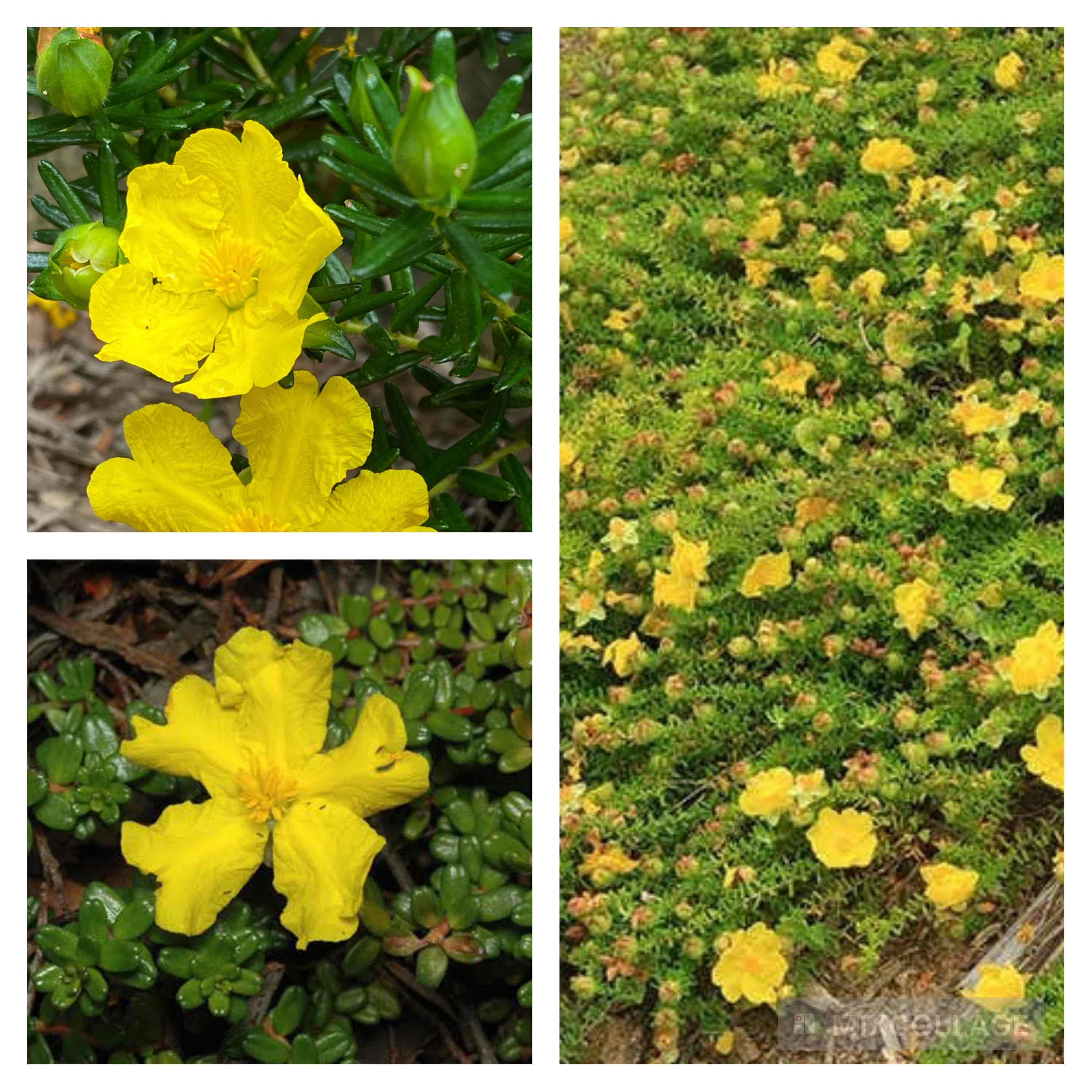 <p>Hairy guinea flower</p>