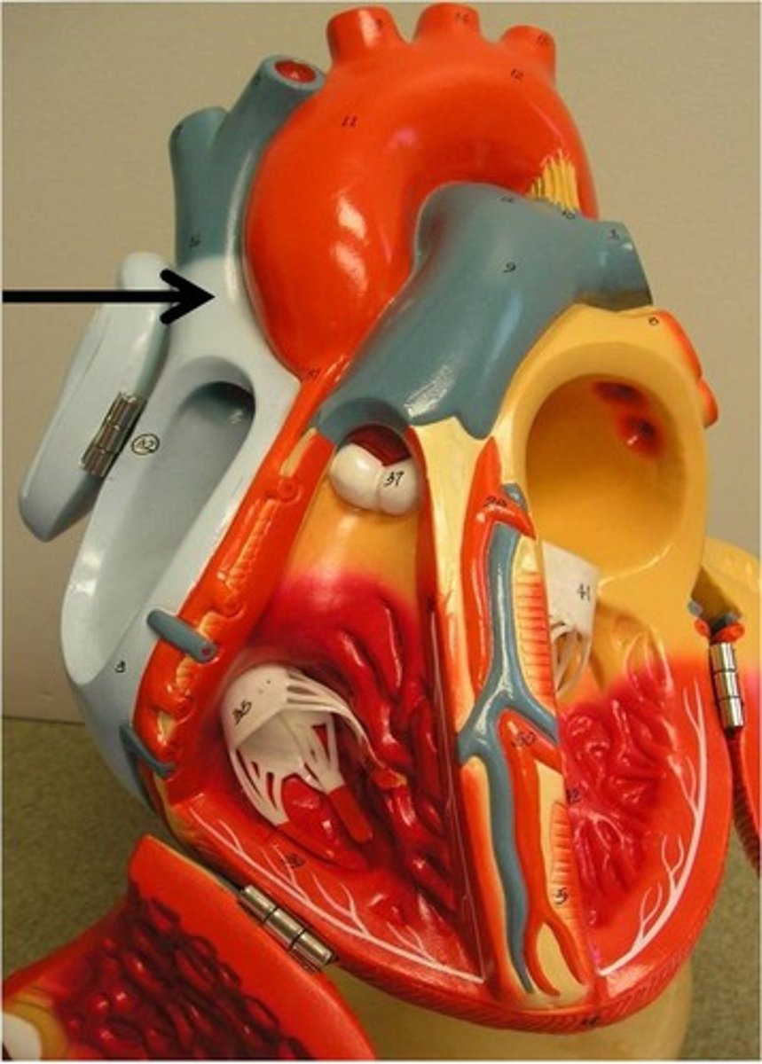 <p>Function: drains blood from the upper portion of the body to the heart</p>