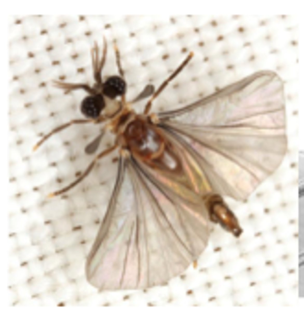 <p>Twisted-winged Parasites</p>