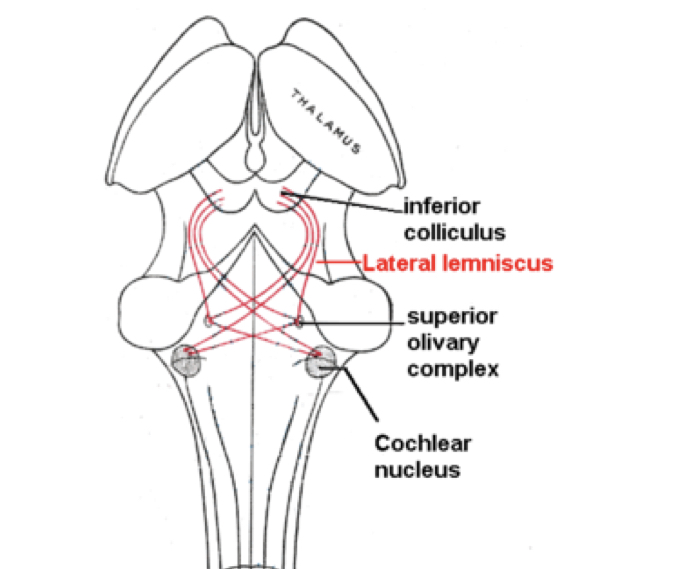 <p>Lateral Lemniscus </p>