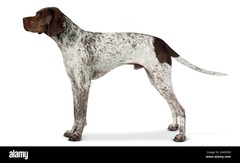 <p>Origin: France</p><p>Height range: 19-23 in</p><p>Weight range: 40-53 lb</p><p>Life span: 12-14 years</p>