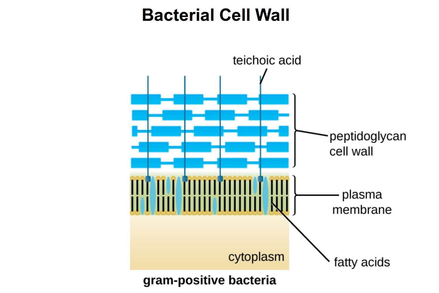 <ul><li><p>Cell wall contains a thick layer of peptidoglycan & teichoic acids. </p></li><li><p>No outer membrane present</p></li><li><p>No porins present</p></li></ul><p></p>