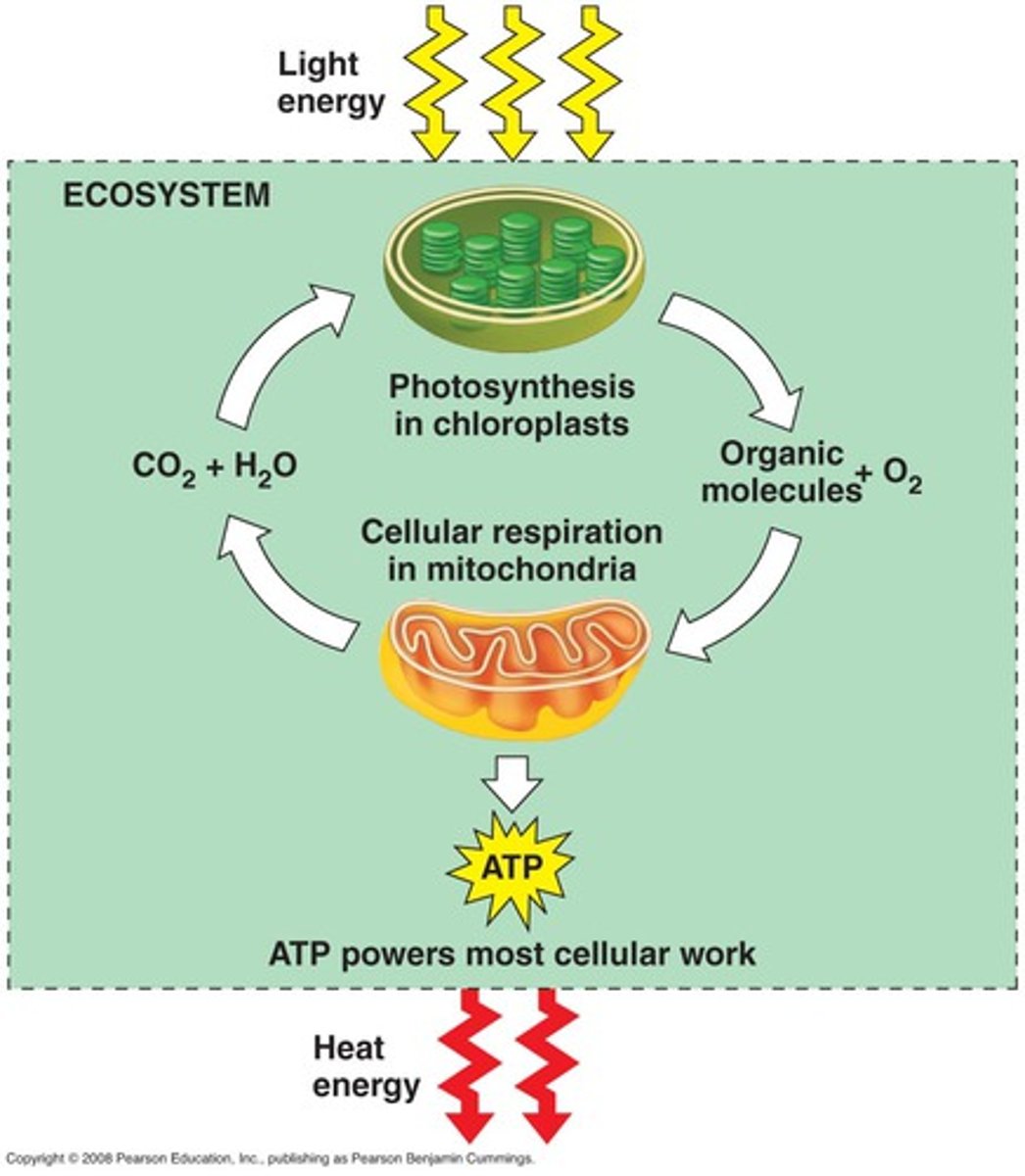 <p>Chloroplast; Mitochondria</p>