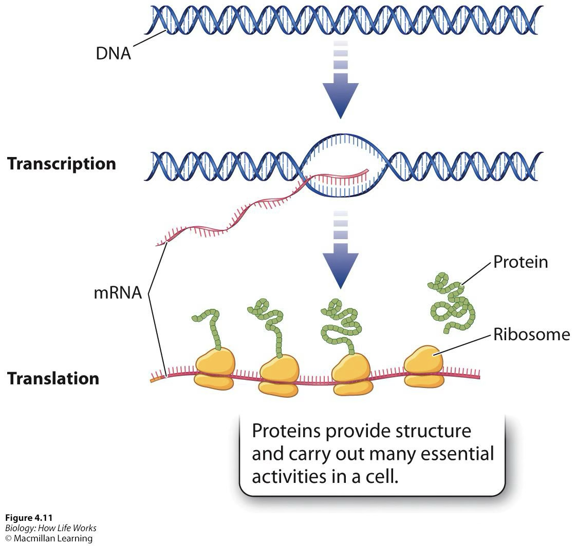 <p>DNA is transcribed into mRNA, DNA serves as the template for RNA, RNA is translated into proteins</p>