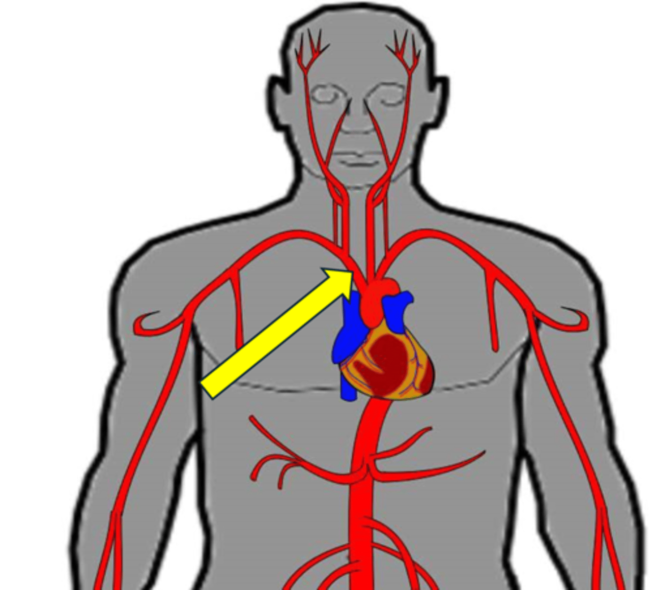 <p>Name the red vessel.</p>