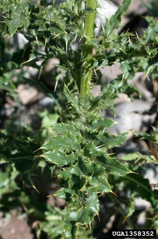 <p><span style="font-family: &quot;Calibri&quot;, sans-serif;">Canada thistle</span></p><p><span>List B</span></p>