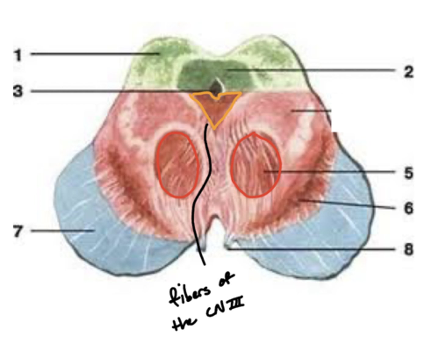 <p>projection fibers from the (contralateral) cerebral hemisphere down the spinal cord to limbs</p><p>image -- 5</p>