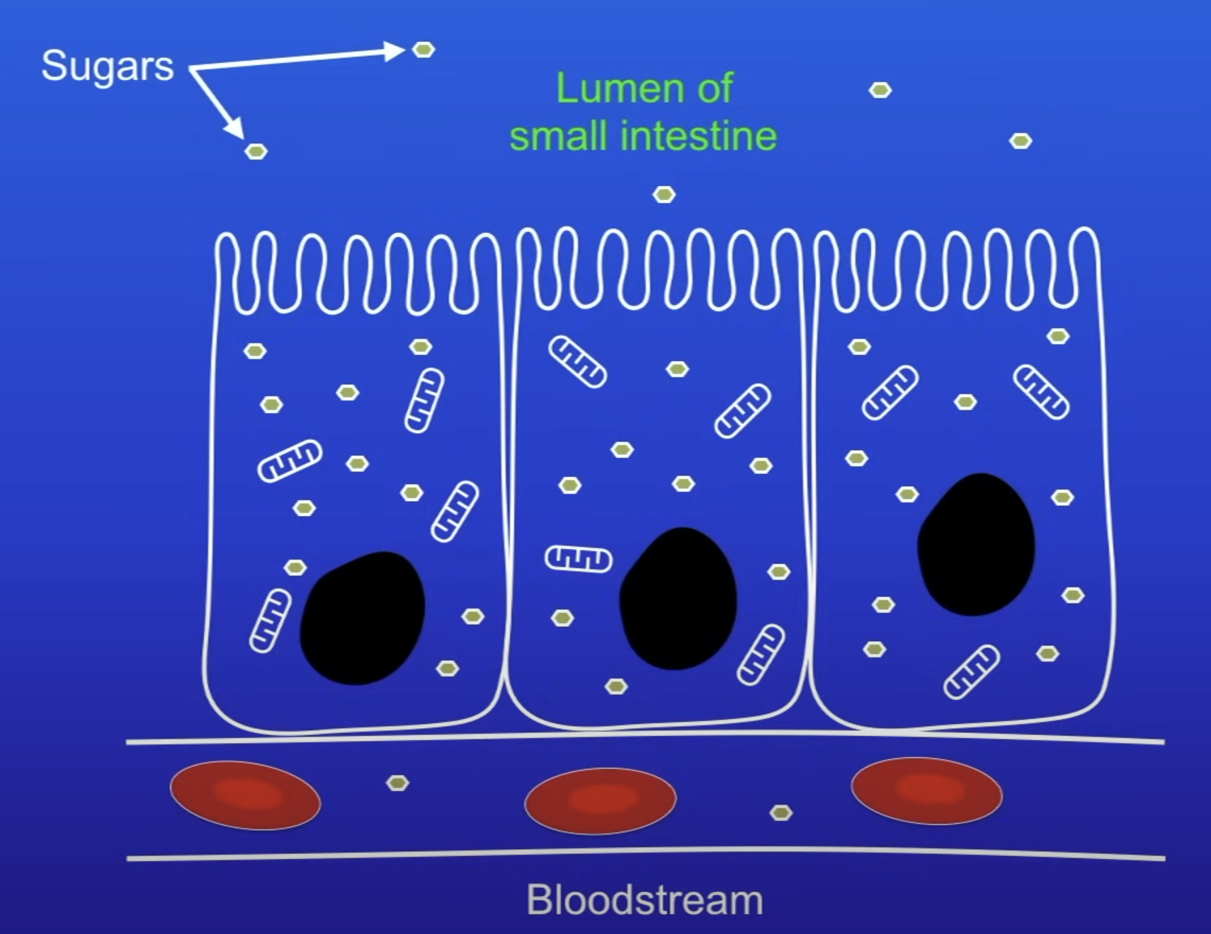 <p>Conc of sugars in lumen is lower than conc of sugars inside the cell</p><ul><li><p>→ sugars can’t diffuse into the cell</p></li></ul>