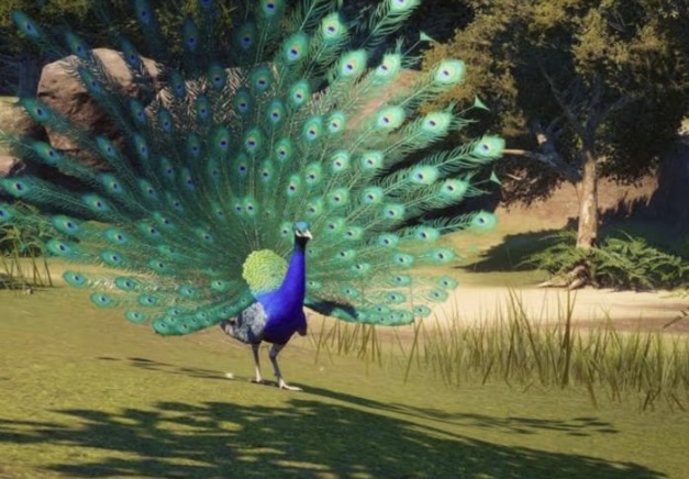 <p>What is the scientific name for peafowl?</p>