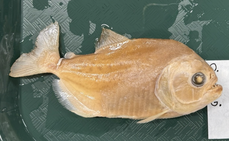 <p>Serrasalmidae</p>