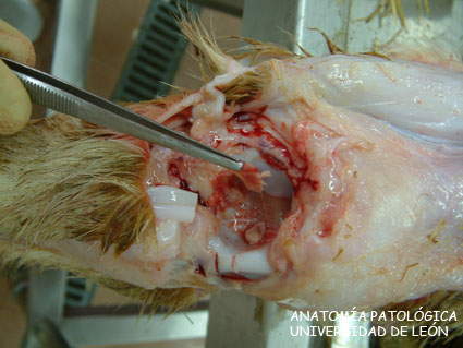 <p>Enteritis catarral. Artritis fibrinosa. Ternero.</p>