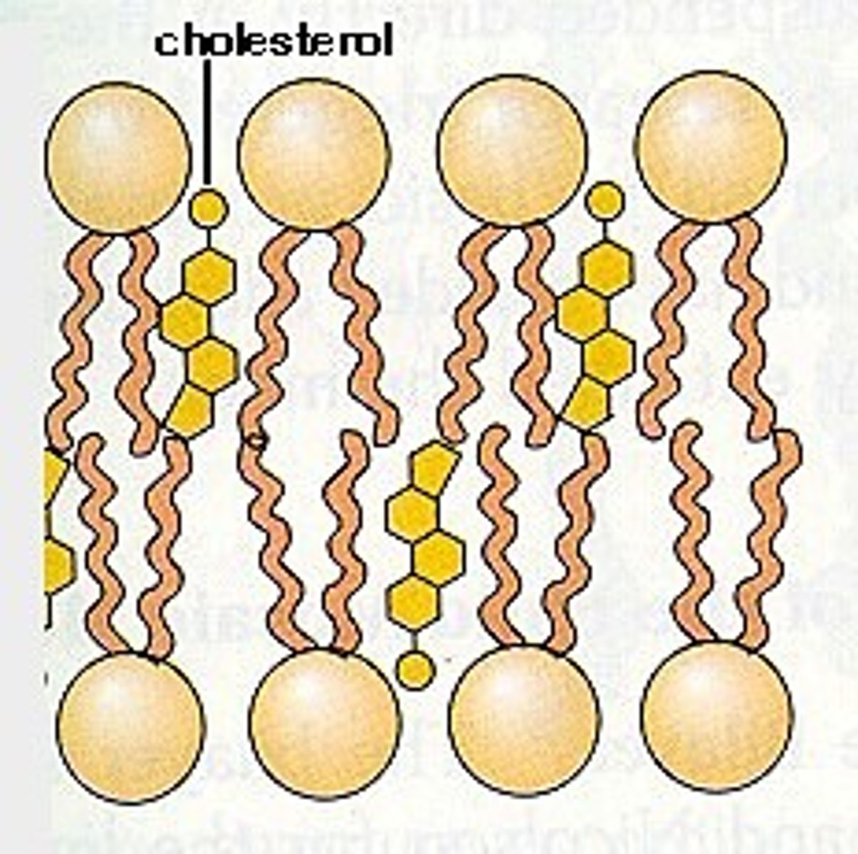 <p>Fit between phospholipids and they bind together the fatty acid tails, this packs the phospholipids closer together restricting their movement making the bilayer 'less fluid'.<br><br>Important in animal cells to help the cell maintain its shape</p>