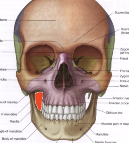 Entre cavidad oral y fosa cigomática