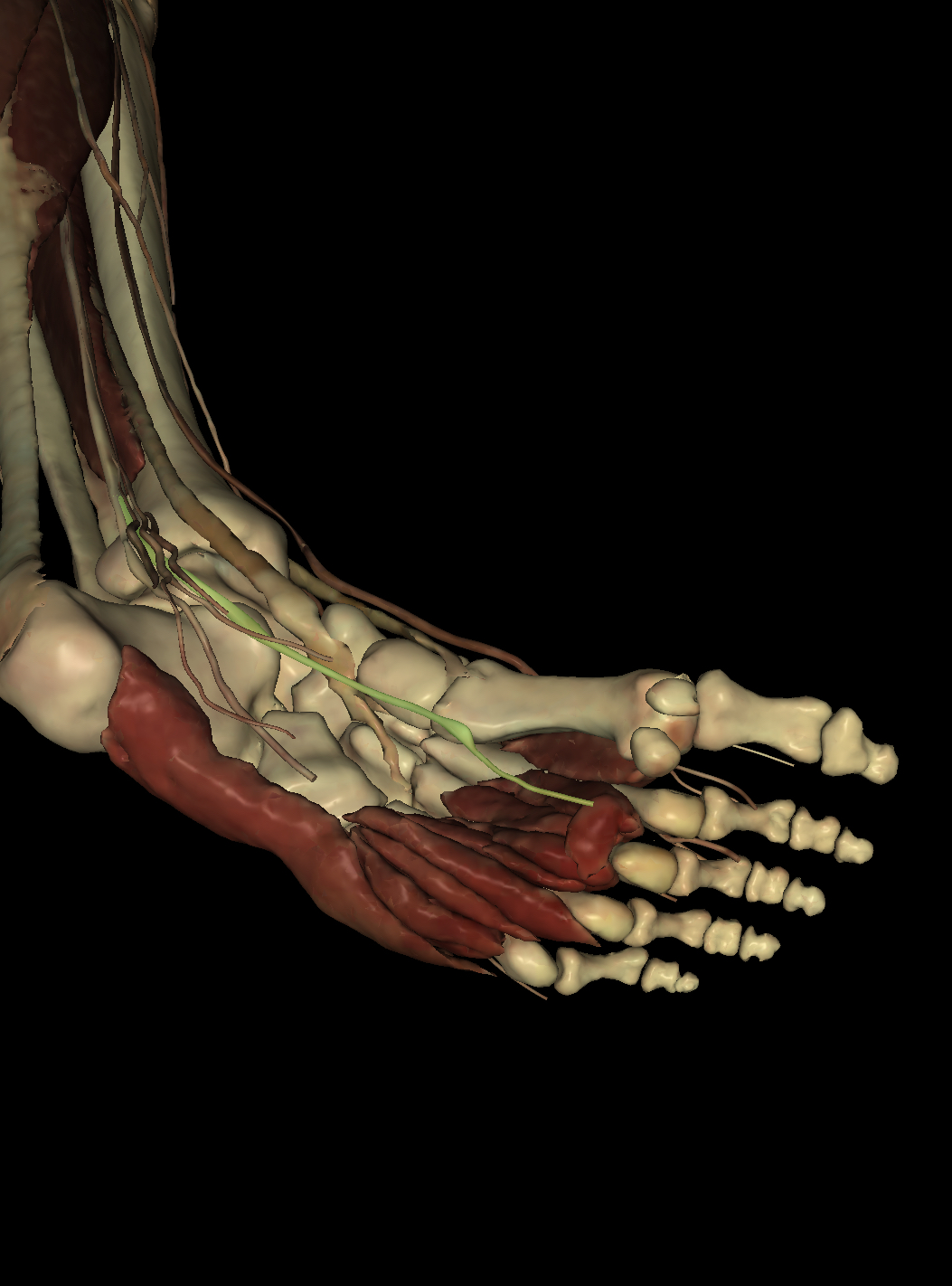 <p>Identify the Structure</p>