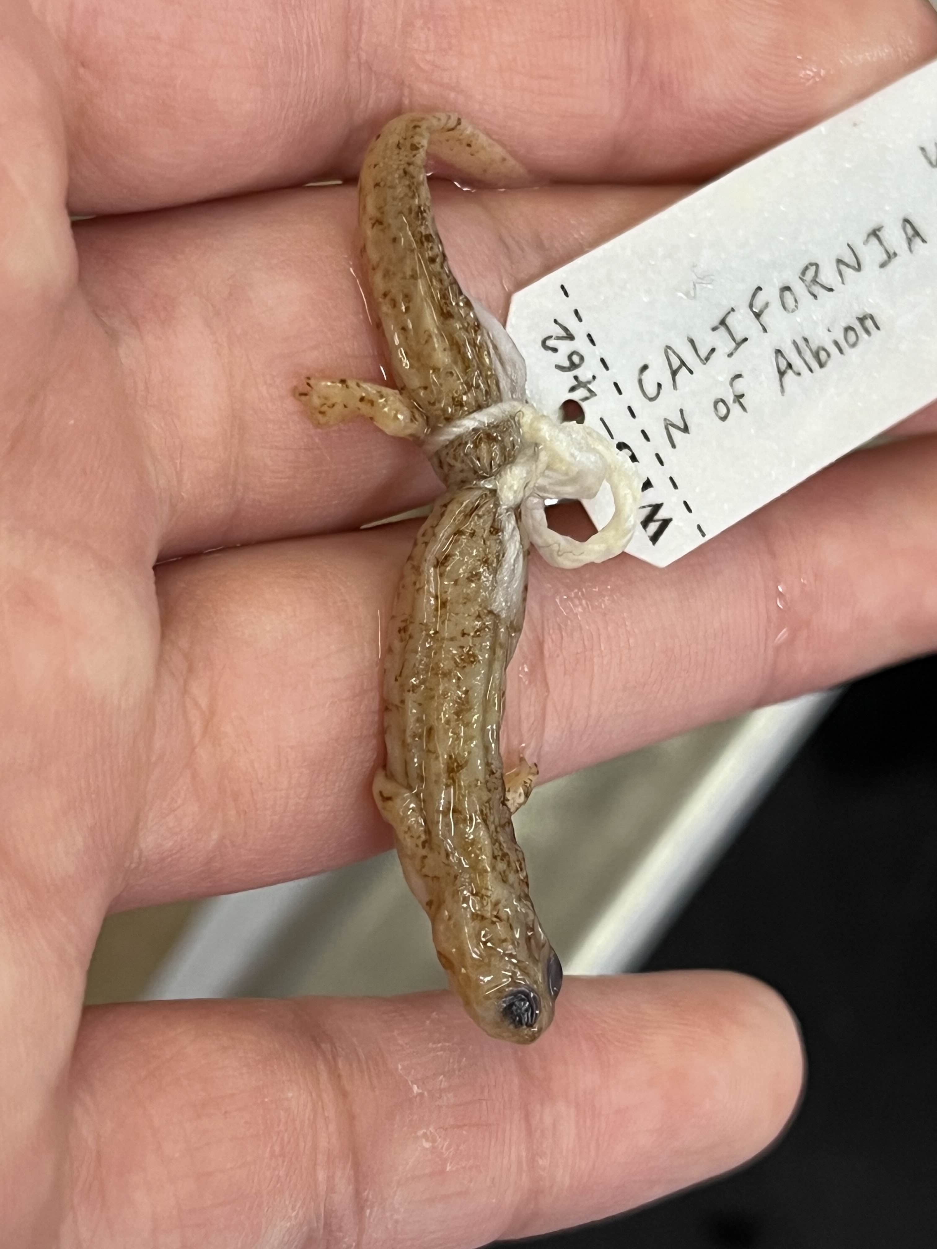 <p>Family and Genus + Species?</p><ul><li><p><strong>Square vent</strong></p></li></ul><ul><li><p>spots on belly</p></li><li><p>NW Coast Cali</p></li></ul><p></p>