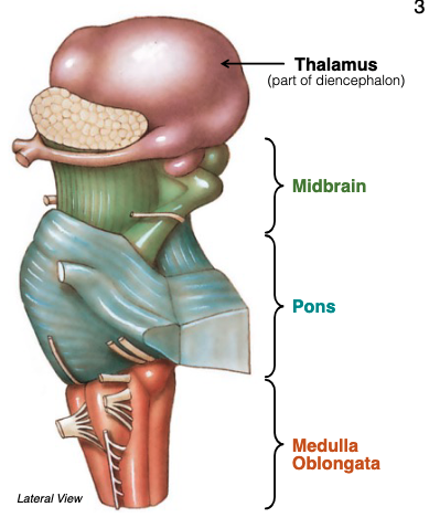 <p>1) Acts as a conduit (tracts)</p><p>2) Houses cranial nerve nuclei (III-XII, except XI)</p><p>3) Integrates vital functions </p>