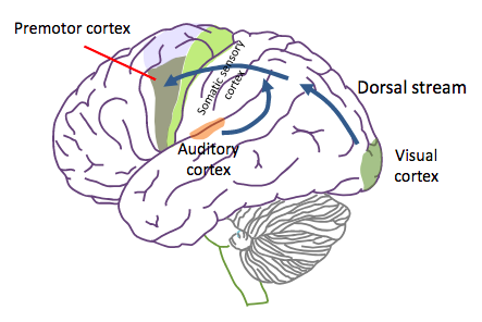 -uses sensory information (somatic sensation, vision and audition) to guide action and movement
-information ultimately ends up in the premotor cortex