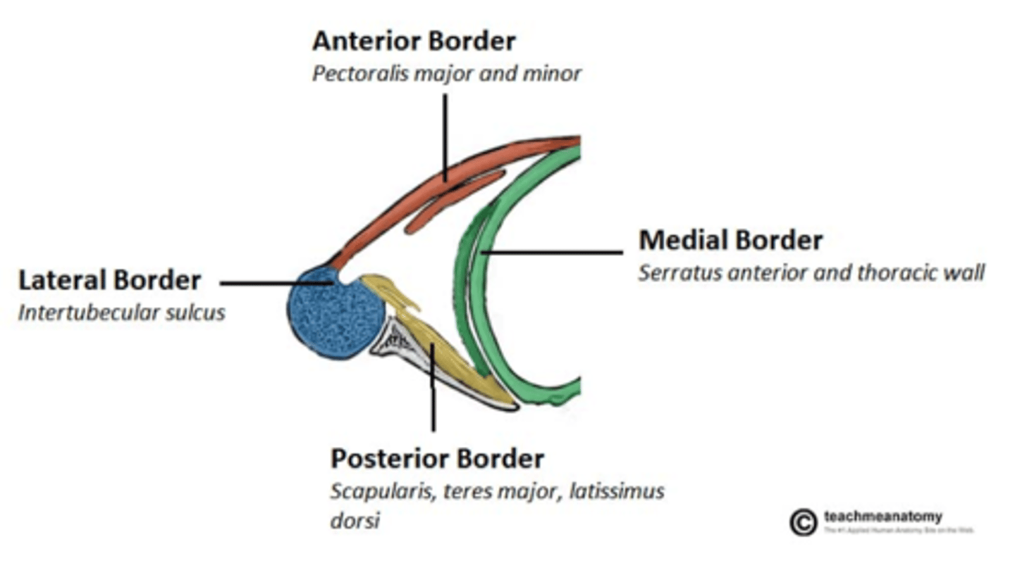 <p>Anterior: pectoralis major and minor</p><p>Posterior: subscapularis, teres major, latissimus dorsi</p><p>Lateral: axillary fascia</p><p>Medial: serratus anterior, thoracic wall</p><p>Base: skin and fascia of armpit</p>
