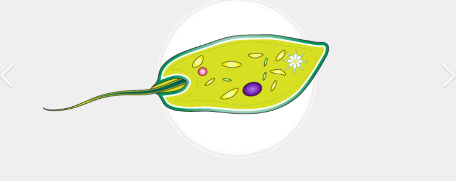 <p>Flagella</p>